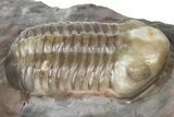 Colorful Austerops Trilobite Fossil - Jorf, Morocco #381207-1